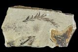 Metasequoia (Metasequoia) Fossil - Montana #110862-1